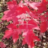 紅點(diǎn)紅楓扦插苗 紅楓小苗 紅點(diǎn)紅楓價(jià)格 美國紅點(diǎn)紅楓