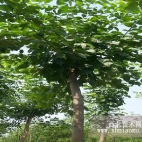 白蠟樹種植技術(shù)_白蠟樹苗批發(fā)