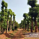 供應(yīng)18-20公分移植骨架香樟