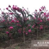 陜西七葉樹 香花槐 欒樹 紫薇