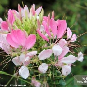 醉蝶花 山东青州