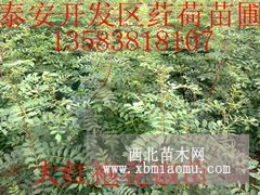 花椒苗是如何?；ū９?/></a>
<div><a href=