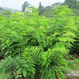 基地供应：遵义、六盘水、凯里、毕节、镇雄、仁怀海南黄花梨小苗