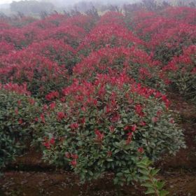 供應(yīng)紅葉石楠球，海桐球，紅花繼木球，大葉黃楊球，梔子花球