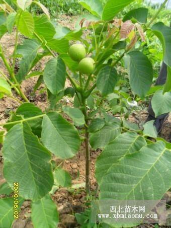 核桃苗、花椒苗、苹果苗