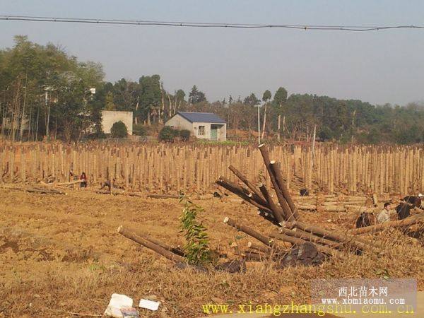 截桿移植香樟