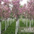 櫻花樹苗價(jià)格_櫻花樹種植技術(shù)