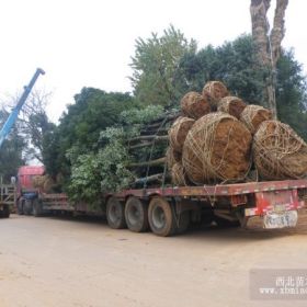 供應(yīng)移栽香樟，湖南香樟，切桿香樟，原生香樟。