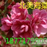 湖北北美海棠|北美海棠苗價格|宜昌北美海棠種植技術(shù)|賺錢樹