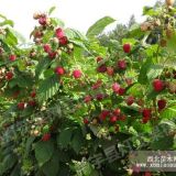 供應(yīng)大果中林2號雙季樹莓苗樹莓苗