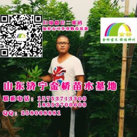 山东速生白蜡小苗特价供应