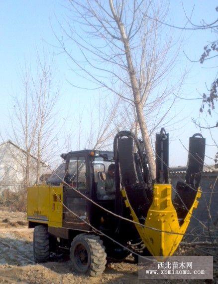 苗圃移樹機 挖樹機