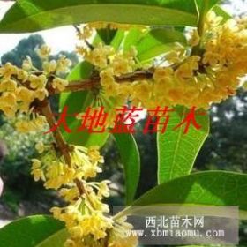 桂花樹，桂花苗，金桂，桂花價格