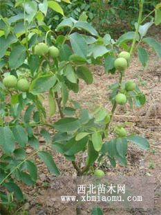 中农短枝核桃苗，沂蒙薄壳核桃苗，香菱核桃苗