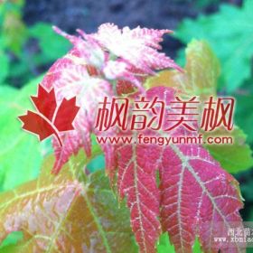 秋火焰 夕陽(yáng)紅 十月光輝 紅點(diǎn)