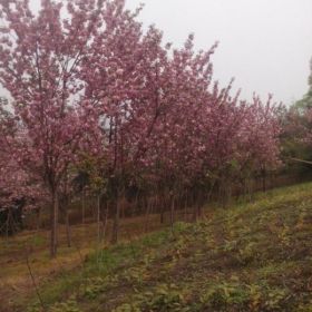 四川樱花|三郎樱花|成都王氏樱花种植基地|优售高杆樱花