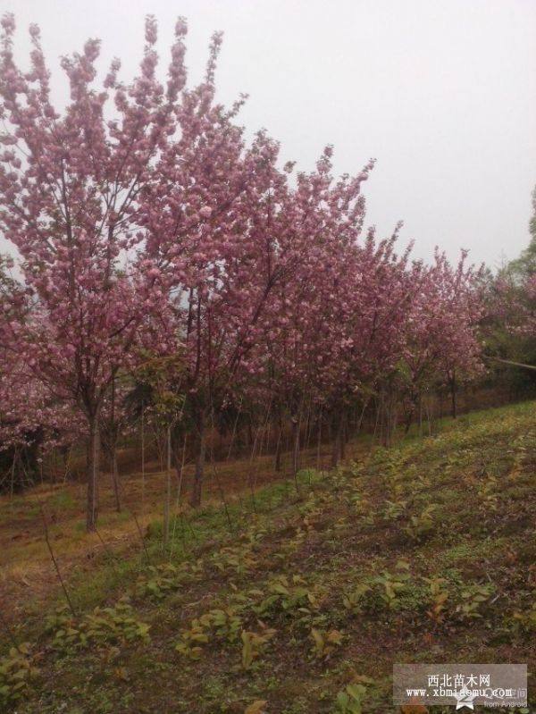 四川櫻花|成都櫻花|四川櫻花基地