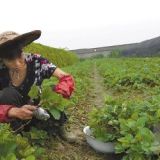 鬼怒甘草莓苗品種-哪里賣(mài)鬼怒甘草莓苗-光榮草莓苗基地