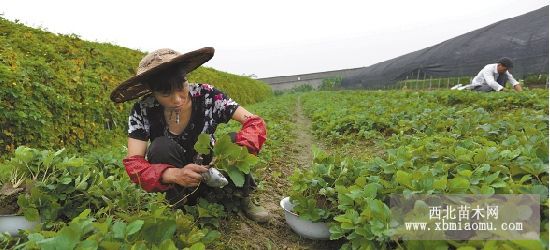 鬼怒甘草莓苗品种-哪里卖鬼怒甘草莓苗-光荣草莓苗基地