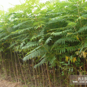 龍柏,刺柏,紅葉李,臭春,紫荊,木槿,紅葉桃,玉蘭,火炬