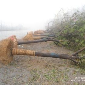 山東柳樹銷售、山東榆樹銷售