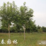 供應(yīng)白臘，白蠟苗，白臘基地，別名：青榔木、白荊樹(shù)