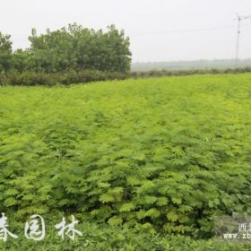 供应合欢，合欢报价，合欢基地，别名马缨花、绒花树