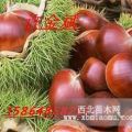 寶元板栗苗，板栗嫁接苗，大紅袍板栗苗