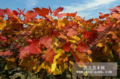 金紅楊紅霞楊彩葉植物