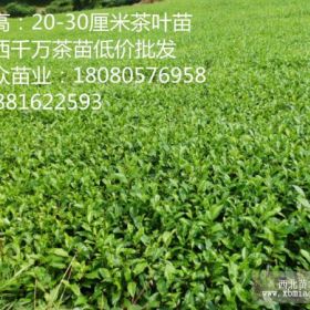 湖南茶苗价格、张家界茶叶苗批发