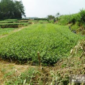 云南茶叶苗价格、重庆茶苗价格、云南/重庆茶苗