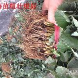 賽娃草莓苗品種，罐頭草莓苗，草莓苗果園