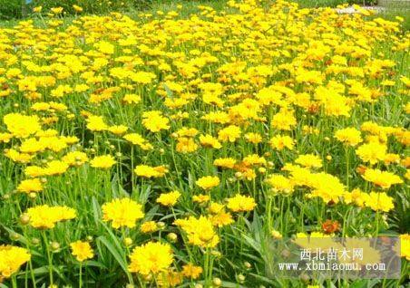 青州大花金鸡菊