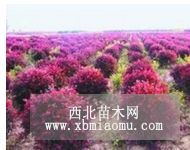 紅葉李的種植技術(shù)要科學(xué)