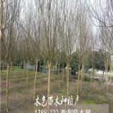 四川紫薇價格,紫薇樹,百日紅價格,百日紅,百日紅基地