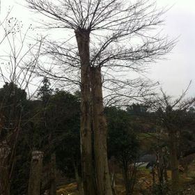 不选贵的.只选对的就来红枫基地-浏阳嫁接红枫苗圃直销