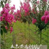 四川百日紅種植基地，成都百日紅花紫薇供應(yīng)商