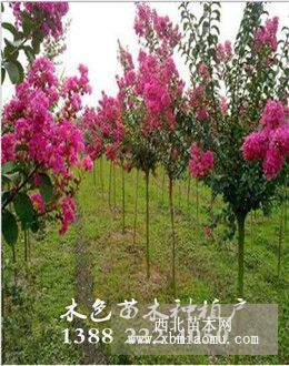 四川百日紅種植基地，成都百日紅花紫薇供應(yīng)商