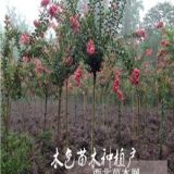 成都紅花紫薇價(jià)格，大紅紫薇價(jià)格差異，四川百日紅紫薇價(jià)格