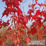 山東沂水青松彩葉苗木應(yīng)用戶介紹美國(guó)紅楓的種植技術(shù)