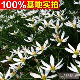 供应白花葱兰、白花葱兰苗、白花葱兰小苗、白花葱兰工程苗