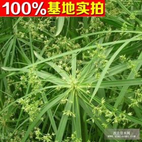 供应旱伞草、旱伞草苗、旱伞草小苗、旱伞草工程苗.