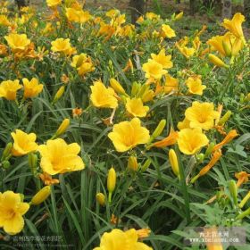 山东青州草花|草花价格