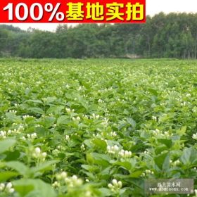 供应茉莉花、茉莉花苗、茉莉花小苗、茉莉花工程苗