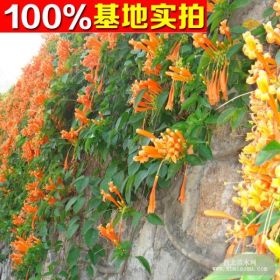 供应炮仗花、炮仗花苗、炮仗花小苗、炮仗花工程苗