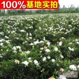 供應(yīng)桅子花、桅子花苗、桅子花小苗、桅子花工程苗