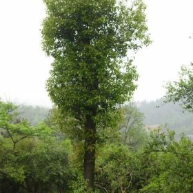 30公分移植香樟供应，30香樟市场价格