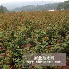 供應(yīng)紅葉紫薇小苗、紅火球紫薇、紅火箭紫薇小苗