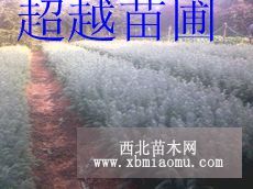 汤泉雪松种苗价格（小苗）雪松价格分析