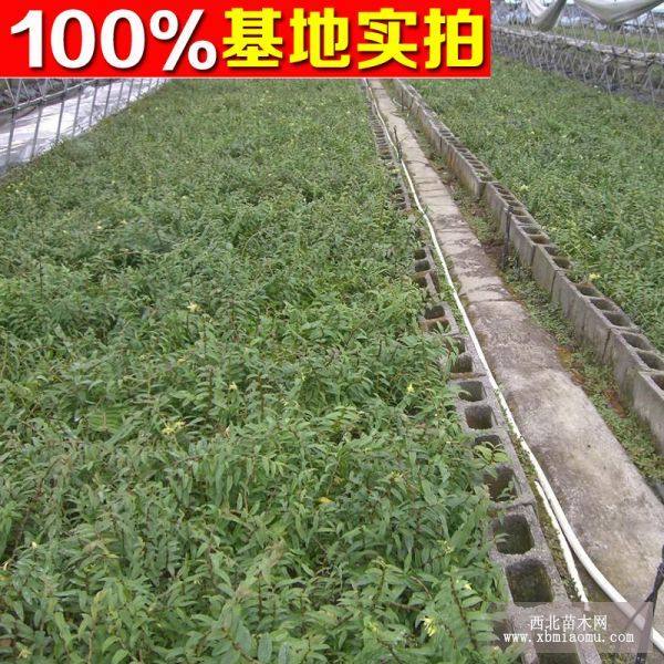 鐵皮石斛